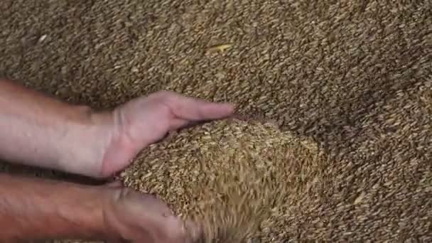 Grãos Trigo Nas Mãos Agricultor Movimento Perto Mão Agricultor Que — Vídeo de Stock