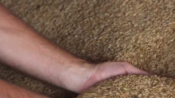 Ziarna Pszenicy Rękach Rolnika Zbliżenie Ręki Rolnika Który Kontroluje Ręce — Wideo stockowe