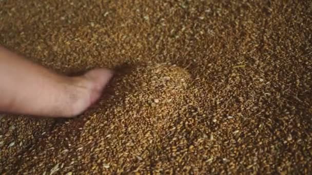 農家の手に小麦粒 小麦の収穫時に手をコントロールする農民の手の接近運動 — ストック動画