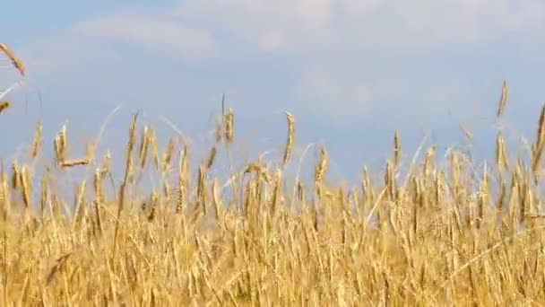 Χωράφι Σιταριού Αυτιά Σιταριού Που Λικνίζονται Από Τον Απαλό Άνεμο — Αρχείο Βίντεο