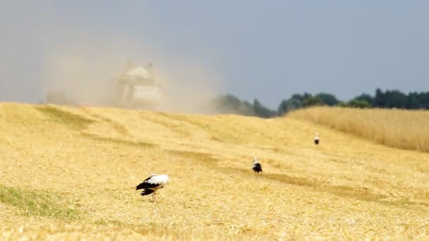Взрослый Европейский Белый Аист Ходит Сельскохозяйственному Полю Дикая Полевая Птица — стоковое видео
