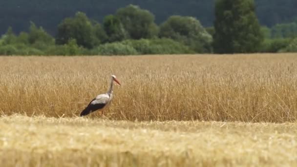 Una Cigüeña Blanca Europea Adulta Camina Campo Agrícola Pájaro Salvaje — Vídeo de stock