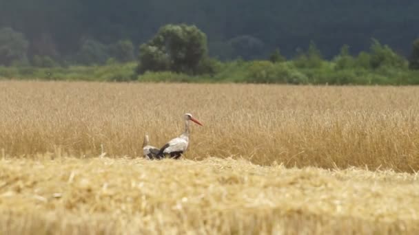 Uma Cegonha Branca Europeia Adulta Caminha Campo Agrícola Pássaro Selvagem — Vídeo de Stock