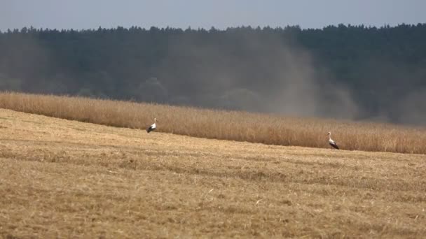 Uma Cegonha Branca Europeia Adulta Caminha Campo Agrícola Pássaro Selvagem — Vídeo de Stock