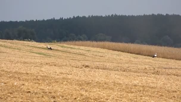유럽의한 황새는 농토에서 다닌다 여름날 들판의 밀밭에 — 비디오