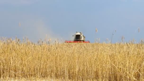 Arazinin Birleşimiyle Hasat Buğday Tarlasında Çalışan Hasatçıları Birleştirin Buğday Tarlasına — Stok video