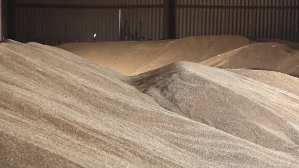 Almacenamiento Industrial Cultivos Grano Gran Cantidad Grano Trigo Almacenado — Vídeos de Stock