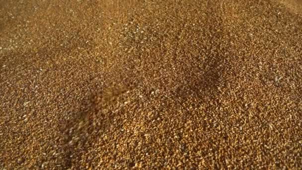 Industrielle Lagerung Von Getreide Große Menge Weizenkorn Eingelagert — Stockvideo