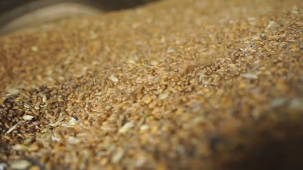 穀物の産業貯蔵 大量の小麦が貯蔵されている — ストック動画