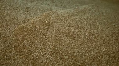 Tahıl ürünlerinin endüstriyel deposu. Depoda çok miktarda buğday var.