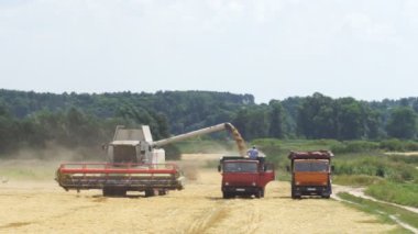 Tarladan toplanan buğday taneleri hasatçıdan depoya taşınması için bir kamyona dökülüyor. Trafik
