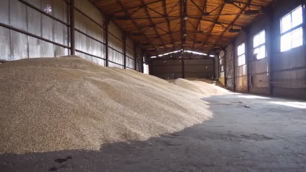 Industriële Opslag Van Graangewassen Grote Hoeveelheid Opgeslagen Tarwekorrel — Stockvideo