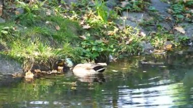 Sonbahar gölünde yüzen vahşi ördekler. Ördeklere yakın çekim.