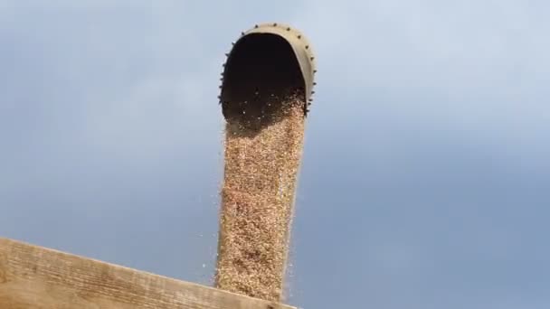 Tarwe Geoogst Het Veld Wordt Gegoten Van Oogstmachine Een Vrachtwagen — Stockvideo