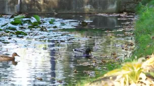 Wildenten Schwimmen Herbstsee Großaufnahme Von Enten — Stockvideo