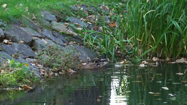 Wildenten Schwimmen Herbstsee Großaufnahme Von Enten — Stockvideo