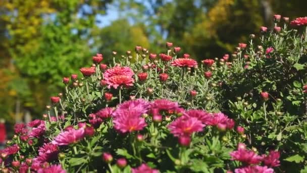 Flower Bed Autumn Flowers Different Shades Small Town Roll — Stock Video