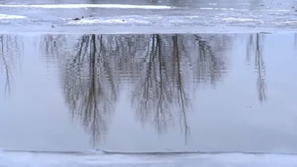 Reflektion av träd i vinterkall sjö — Stockvideo