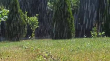 Yağmur damlaları ve bokeh arkaplanlı yeşil çayır