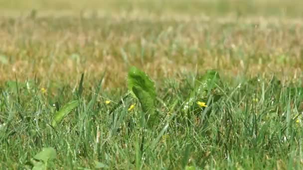 Prairie verte avec gouttes de pluie et fond bokeh — Video