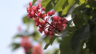 Tomurcukları tomurcuklanmış kırmızı çiçekler genç ve güzel bir kestane ağacında çiçek açtı.