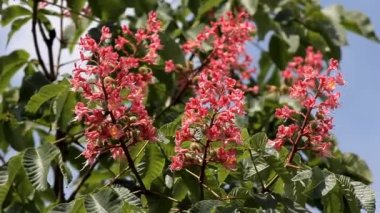 Tomurcukları tomurcuklanmış kırmızı çiçekler genç ve güzel bir kestane ağacında çiçek açtı.