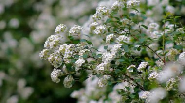 Çiçek açan spirea çiçekleri Vangutta 'da bahar parkında açan bir sürü küçük beyaz çiçek