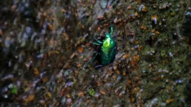 Cetonia altın böceği, akan suyun hareketine karşı beton bir duvarda sürünür.
