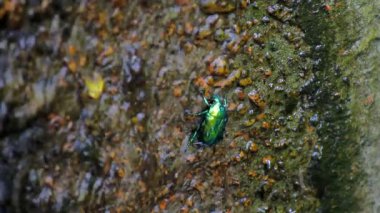 Cetonia altın böceği, akan suyun hareketine karşı beton bir duvarda sürünür.