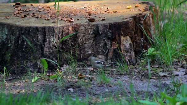 Fågel Som Rör Sig Snabbt Marken Skogen Hittar Och Samlar — Stockvideo