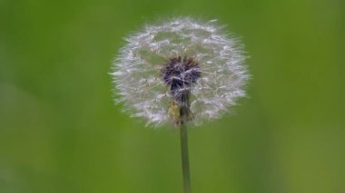 Karahindiba kabuğu vahşi ormanda filizlendi.