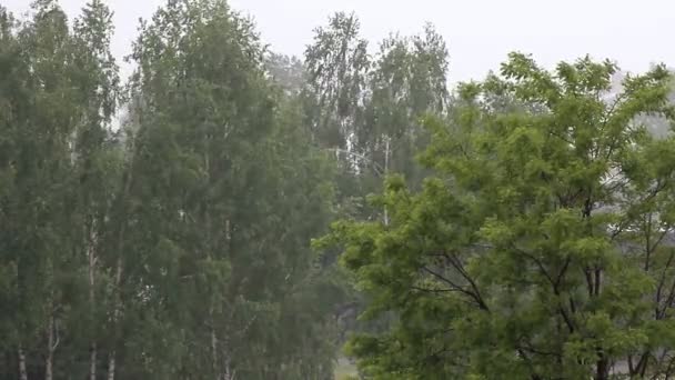 Kraftigt Regn Varm Sommardag Regndroppar Droppar Från Gröna Bladen Ett — Stockvideo