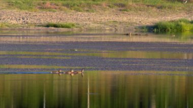 Riparian Konservesi 'nde gölde yüzen ördek sürüsü, Mesa. Arizona - Çekim
