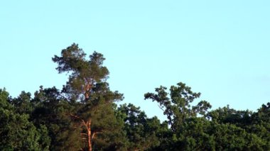 Arka plandaki mavi gökyüzünde yeşil bitkiler yaz güneşinin altında, aşağıdan yukarı manzara. Yeşil ağaç dalları ılık rüzgarda sallanıyor..
