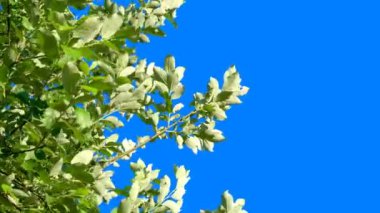 Mavi arkaplanı düzenlemek ve kaldırmak için mavi arka plana sahip yeşil bitkiler, ardından da bir alfa kanalı. Sıcak rüzgarda sallanan yeşil ağaç dalları.