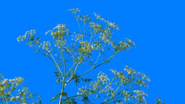 Mavi arkaplanı düzenlemek ve kaldırmak için mavi arka plana sahip yeşil bitkiler, ardından da bir alfa kanalı. Sıcak rüzgarda sallanan yeşil ağaç dalları.