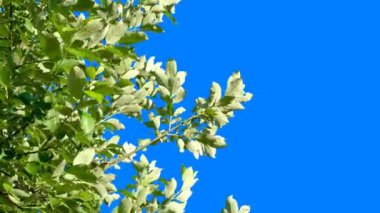 Mavi arkaplanı düzenlemek ve kaldırmak için mavi arka plana sahip yeşil bitkiler, ardından da bir alfa kanalı. Sıcak rüzgarda sallanan yeşil ağaç dalları.