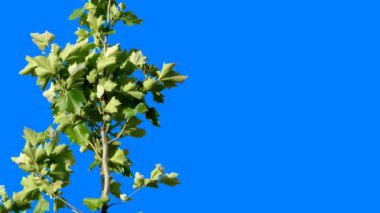 Mavi arkaplanı düzenlemek ve kaldırmak için mavi arka plana sahip yeşil bitkiler, ardından da bir alfa kanalı. Sıcak rüzgarda sallanan yeşil ağaç dalları.