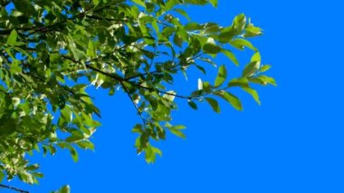 Mavi arkaplanı düzenlemek ve kaldırmak için mavi arka plana sahip yeşil bitkiler, ardından da bir alfa kanalı. Sıcak rüzgarda sallanan yeşil ağaç dalları.