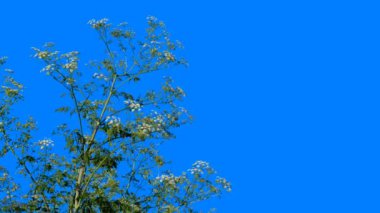 Green plants with a blue background for editing and removing the blue background, followed by obtaining an alpha channel. Green tree branches sway in the warm wind.