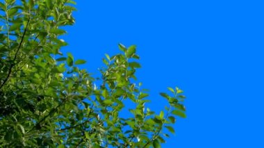 Mavi arkaplanı düzenlemek ve kaldırmak için mavi arka plana sahip yeşil bitkiler, ardından da bir alfa kanalı. Sıcak rüzgarda sallanan yeşil ağaç dalları.