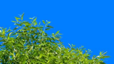 Mavi arkaplanı düzenlemek ve kaldırmak için mavi arka plana sahip yeşil bitkiler, ardından da bir alfa kanalı. Sıcak rüzgarda sallanan yeşil ağaç dalları.