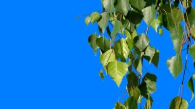 Mavi arkaplanı düzenlemek ve kaldırmak için mavi arka plana sahip yeşil bitkiler, ardından da bir alfa kanalı. Sıcak rüzgarda sallanan yeşil ağaç dalları.