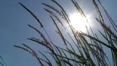 Güneş ışınları yeşil yaprakları delip geçiyor ve bir yaz günü ağaçların dallarını kesiyor. Statik Rafting Odaklanma Çekimi