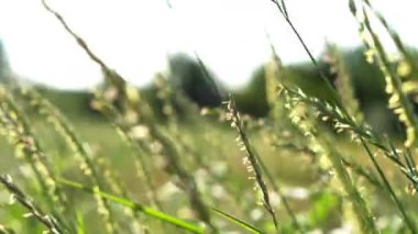 Yüksek yeşil otların kulakları güzel bir yaz çayırında rüzgardan sallanıyor.