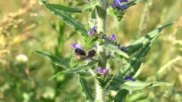 Black Beetle Plant Close Two Black White Carpet Beetles Mating — стоковое видео