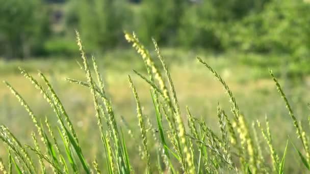 Ears High Green Grass Sway Gusts Wind Beautiful Summer Meadow — Video Stock