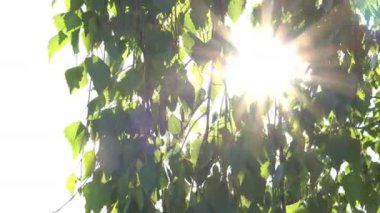Güneş ışınları yeşil yaprakları delip geçiyor ve bir yaz günü ağaçların dallarını kesiyor. Statik Rafting Odaklanma Çekimi