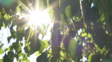 Sun Rays Breaking Through Green Foliage and Branches of Trees in the Forest on a Summer Day. Static Racking Focus Shot