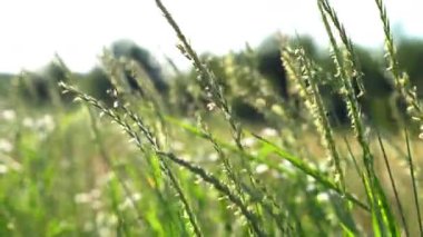 Yüksek yeşil otların kulakları güzel bir yaz çayırında rüzgardan sallanıyor.